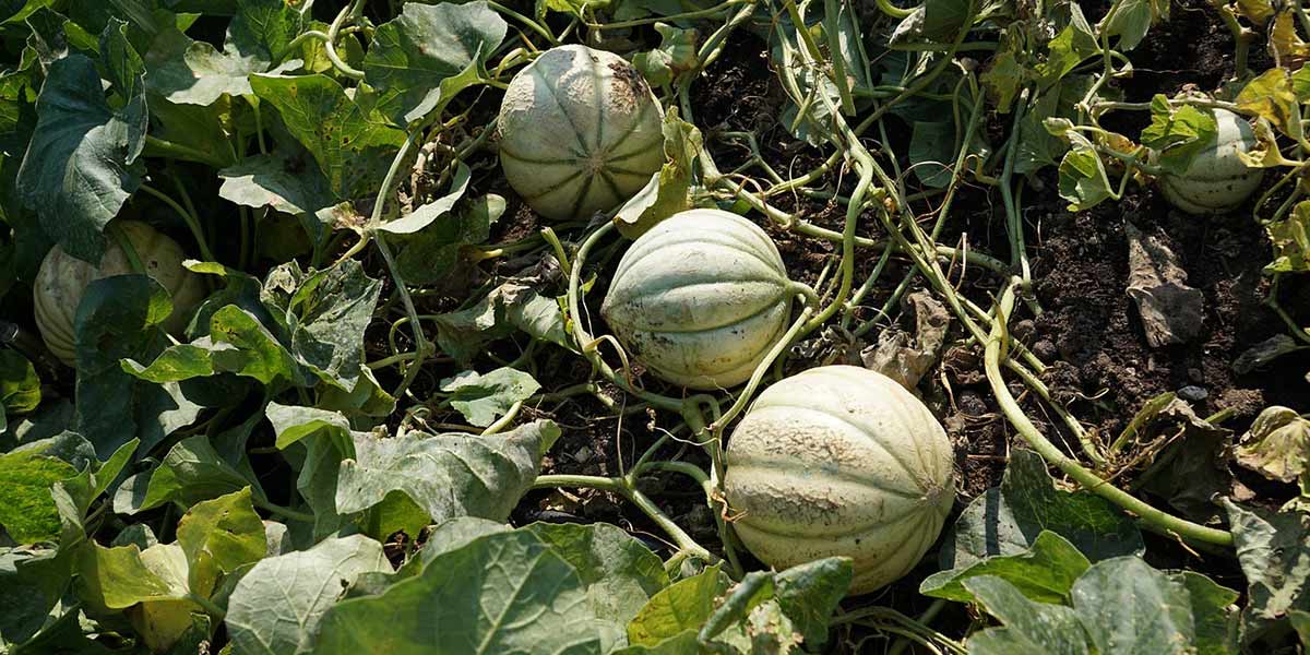 Allarme sanitario per il clorpirifos in meloni marocchini